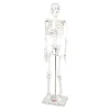 Boney Tony Half Sized Human Skeleton Model