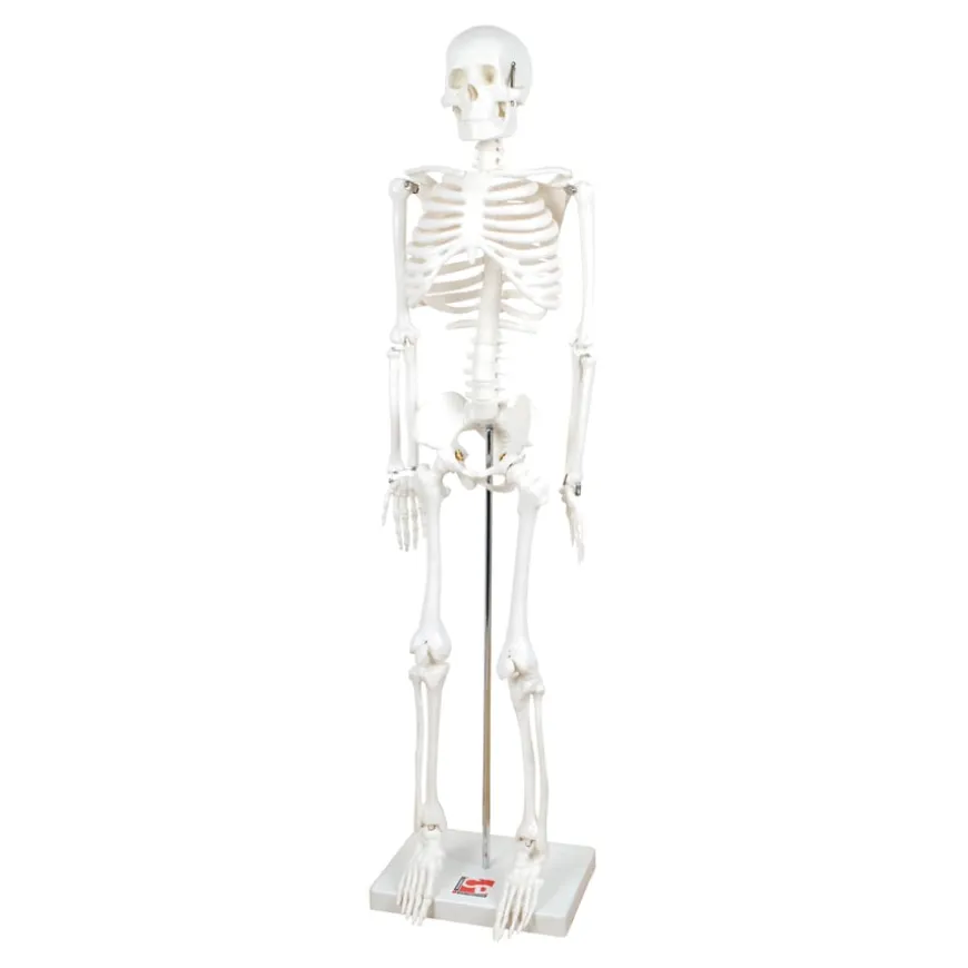 Boney Tony Half Sized Human Skeleton Model