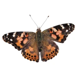 Butterfly Garden Life Cycle Kit