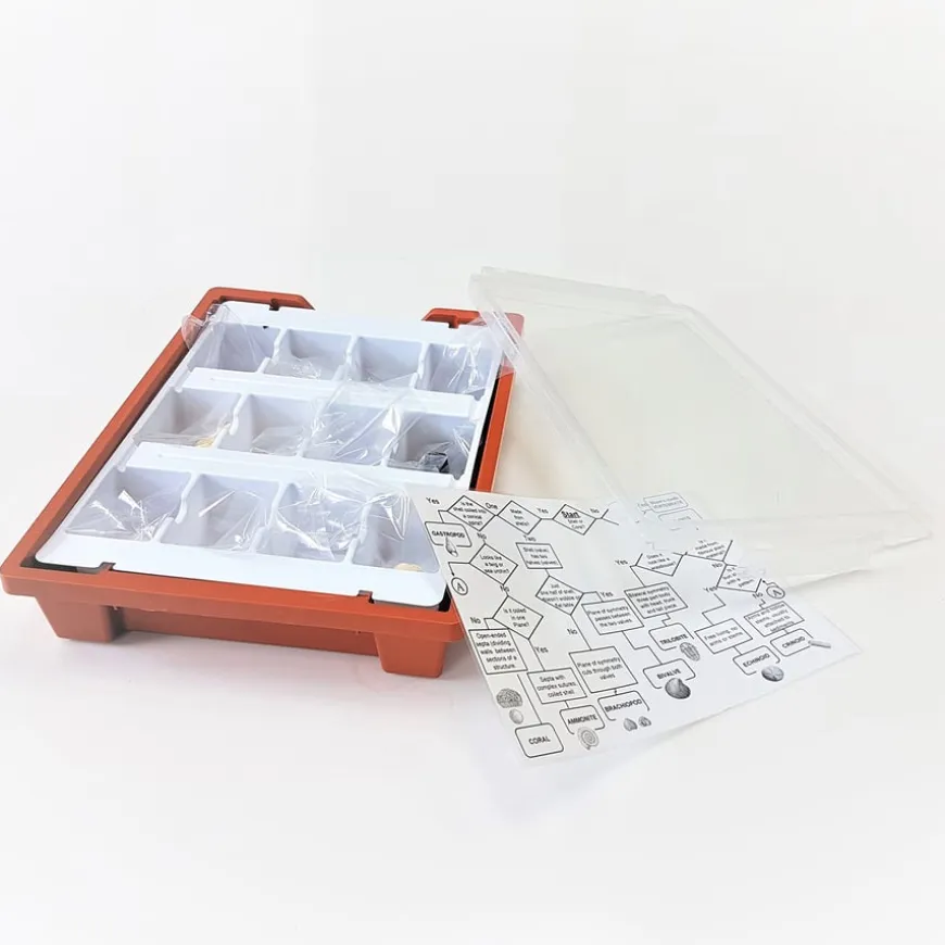 Class Fossils Collection 12pcs