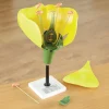 3D Flower Model With Detachable Parts