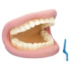 Giant Teeth and Toothbrush Model
