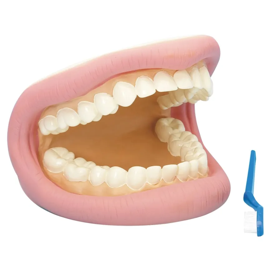 Giant Teeth and Toothbrush Model
