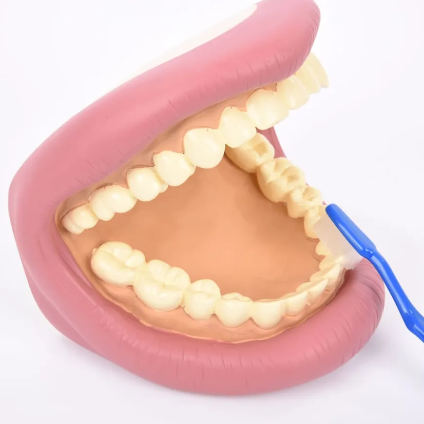 Giant Teeth and Toothbrush Model