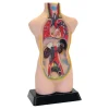 Human Body Anatomical Torso