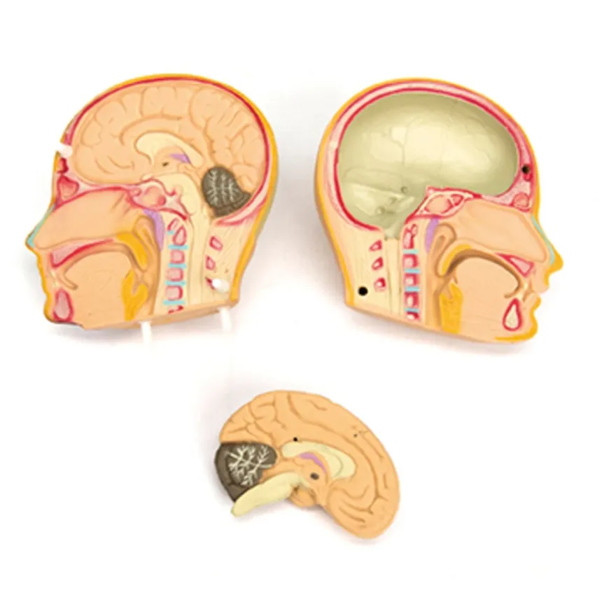 Human Body Anatomical Torso