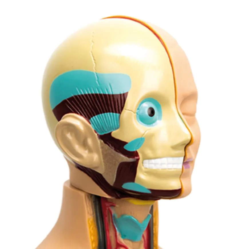 Human Body Anatomical Torso