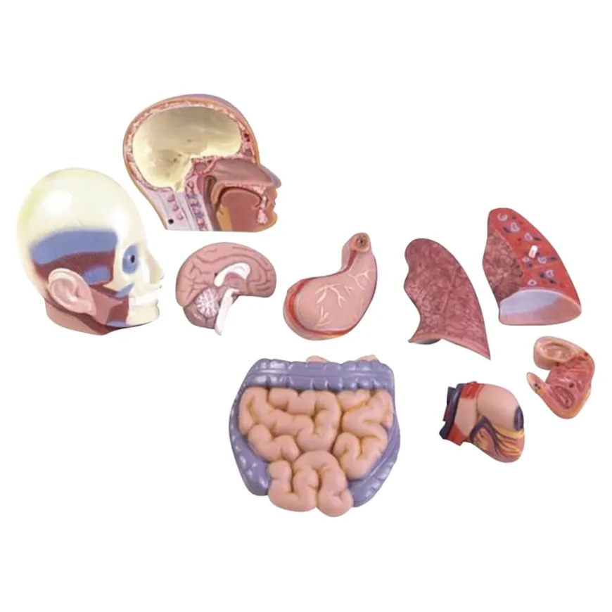 Human Body Anatomical Torso
