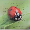 Insect Layered Life Cycle Jigsaw Puzzles 4pk