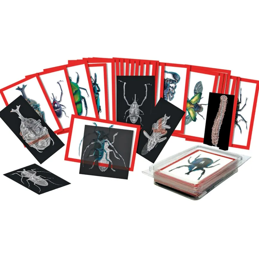 Insect X ray and 36 Picture Cards