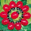 Ladybird Counters and Cards