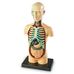 Learning Resources Complete Anatomy Models
