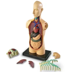 Learning Resources Complete Anatomy Models