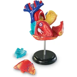 Learning Resources Complete Anatomy Models