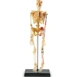 Learning Resources Complete Anatomy Models
