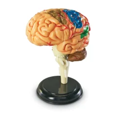 Learning Resources Complete Anatomy Models