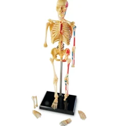 Learning Resources Complete Anatomy Models