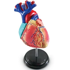 Learning Resources Complete Anatomy Models