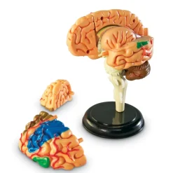 Learning Resources Complete Anatomy Models