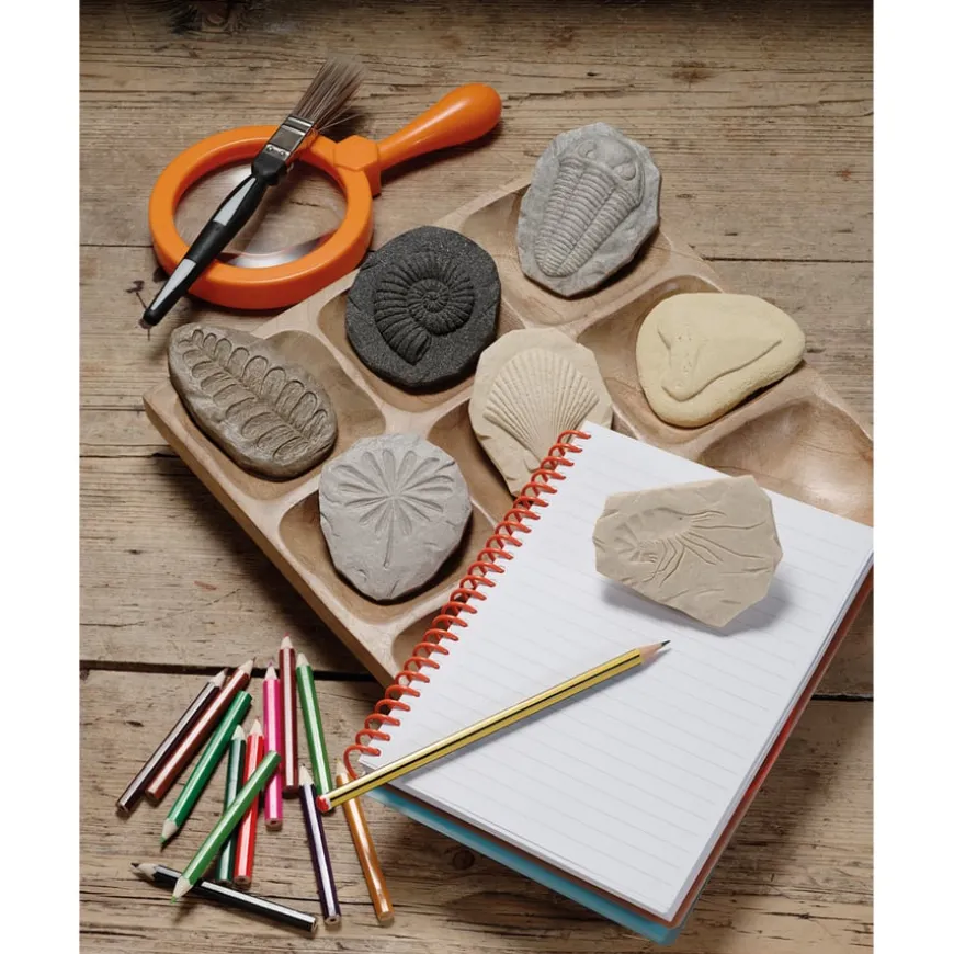 Let's Investigate Fossils 8pcs