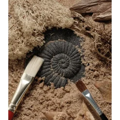 Let's Investigate Fossils 8pcs