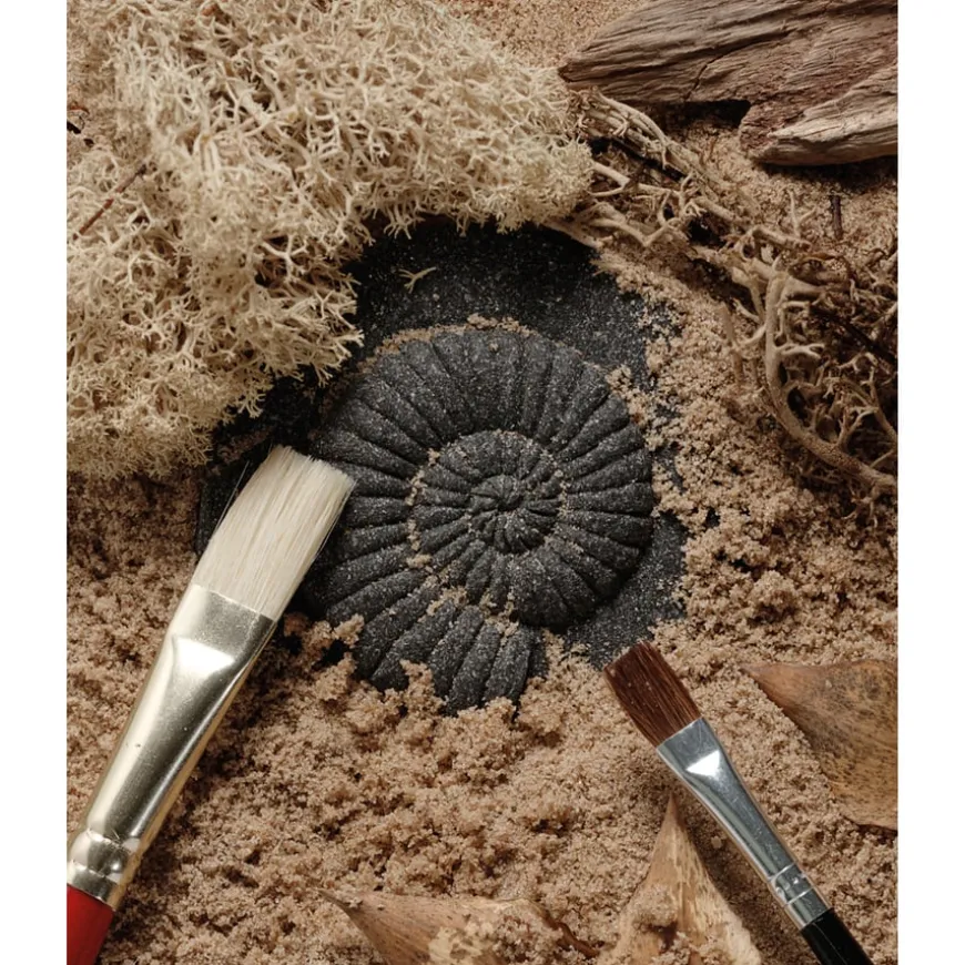 Let's Investigate Fossils 8pcs
