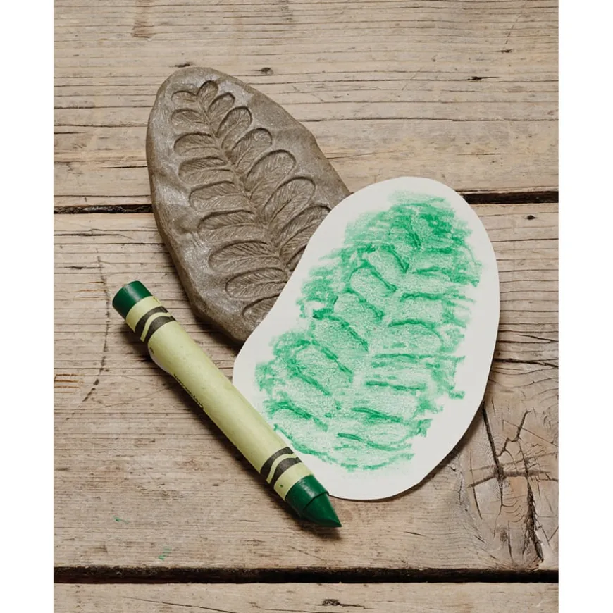 Let's Investigate Fossils 8pcs