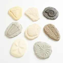 Let's Investigate Fossils 8pcs