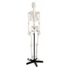 Life Size Human Skeleton Model
