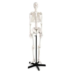 Life Size Human Skeleton Model