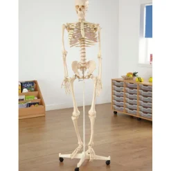 Life Size Human Skeleton Model