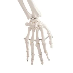 Life Size Human Skeleton Model