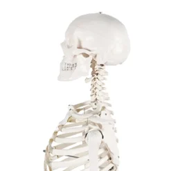 Life Size Human Skeleton Model