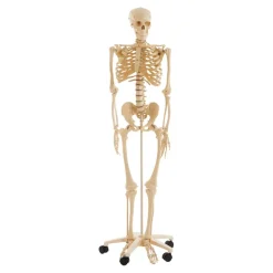 Life Size Human Skeleton Model
