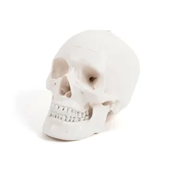 Life Size Human Skeleton Model