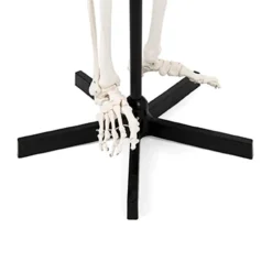 Life Size Human Skeleton Model
