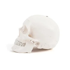 Life Size Human Skeleton Model