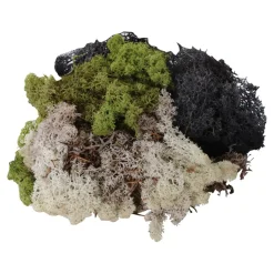 Natural Moss 3pk