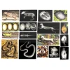 Polydron Animal X-Rays and Picture Cards