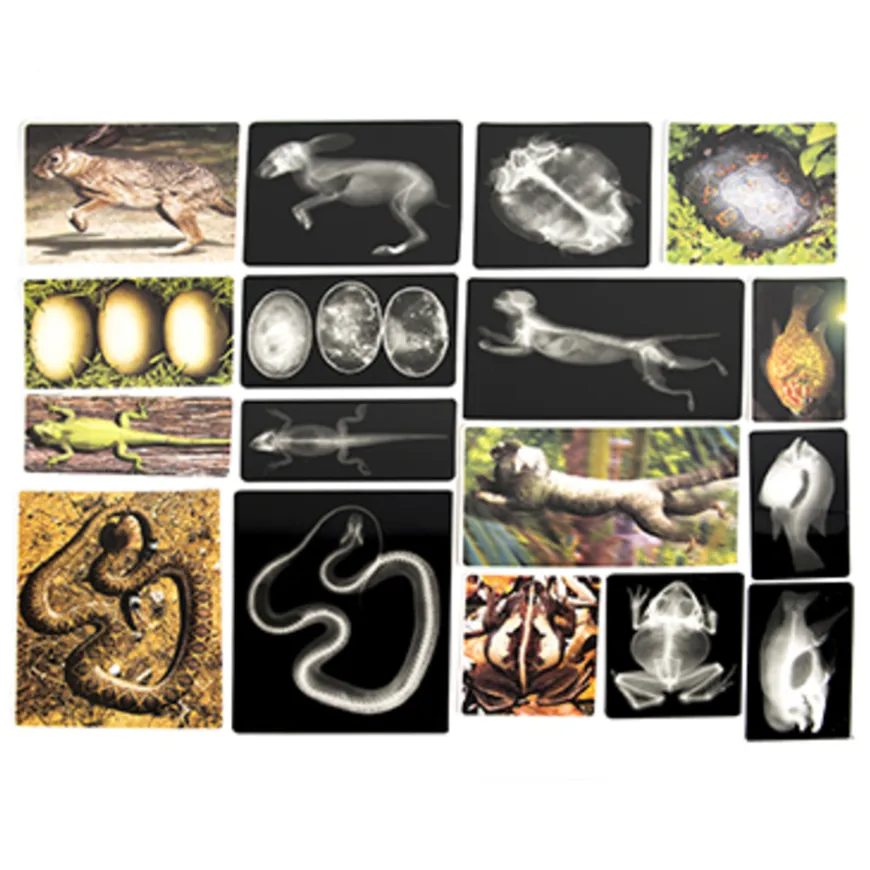 Polydron Animal X-Rays and Picture Cards