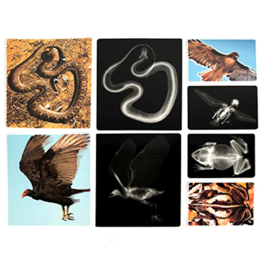 Polydron Animal X-Rays and Picture Cards
