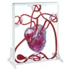 Pumping Human Heart Model