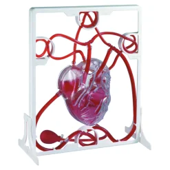 Pumping Human Heart Model