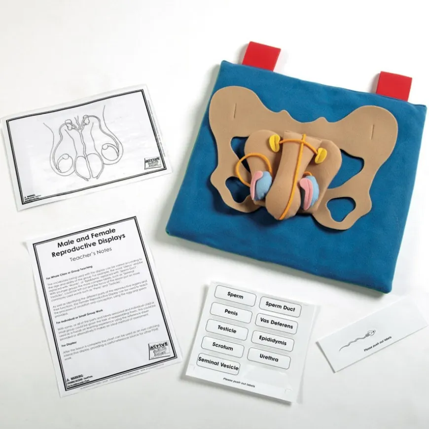 Reproductive Organ Display Vests