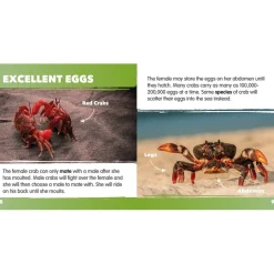Seaside Topic Book Pack 10pk