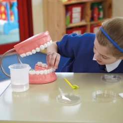 Set of Teeth Model