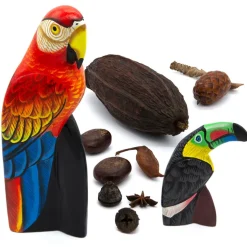 The Rainforest Resource Box and Curriculum Pack