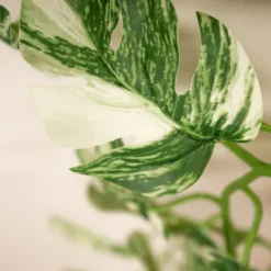 Variegated Monstera Plant Garland 190cm