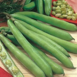 Vegetable Seed Collection