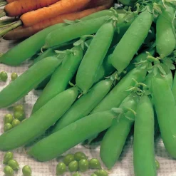 Vegetable Seed Collection